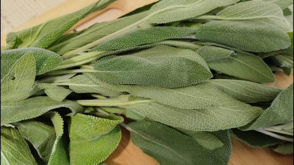 Better Than Any Pill! A Plant That Heals Like Crazy! Sage – Wellness Tips